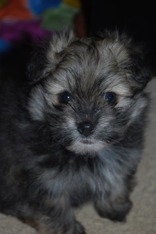 Portuguese Water Dog Puppies For Sale Wisconsin Portuguese Water Dog Puppies For Sale Wisconsin