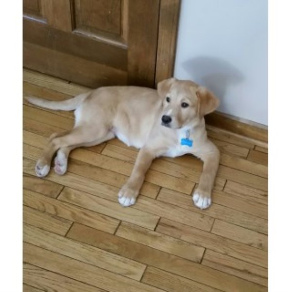 Labrador Retriever puppy for sale + 45042