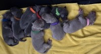 Weimaraner puppies Weimaraner for sale/adoption