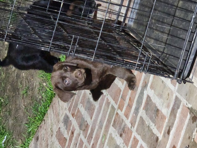 Labrador Retriever Black/chocolate