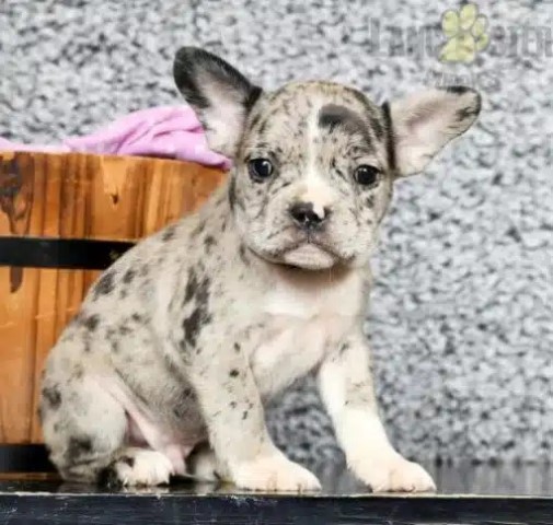 French Bulldog puppy for sale + 65370