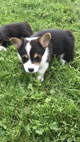 Pembroke Welsh Corgi