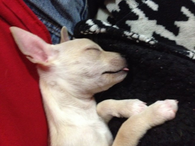 Italian Greyhound puppy for sale + 49051