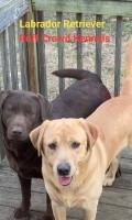 English Blockhead Labrador Retriever Puppies and Stud Service Labrador Retriever for sale/adoption