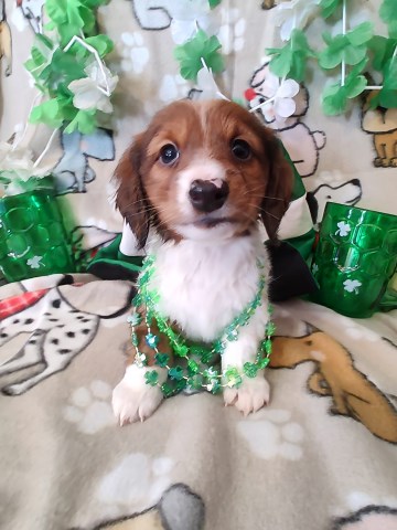 Gorgeous Miniature Dachshund Puppies Available