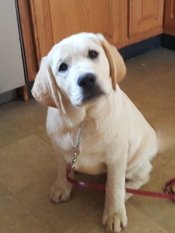 English Labrador Retrievers Trained