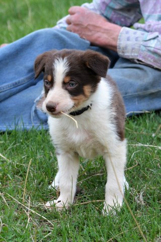 Border Collie puppy for sale + 52951