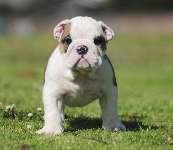 English Bulldog puppy for sale + 48490