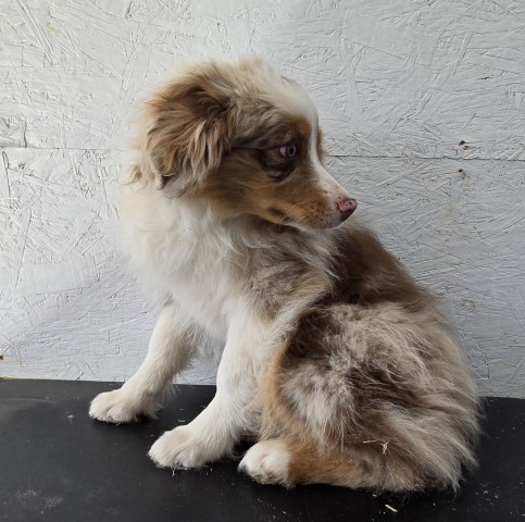 Purebred Miniature Australian Shepherd Carl born 11-9-23 Call 231 821 2603