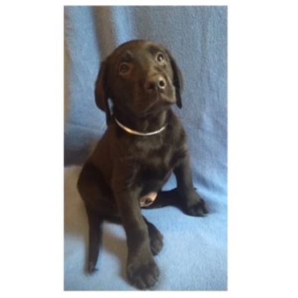 Yellow & Black Labs Ready For Home