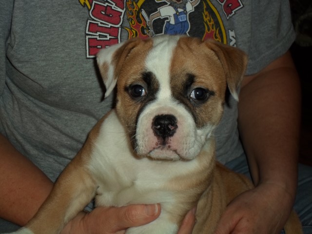 Beautiful male American Bulldog puppy