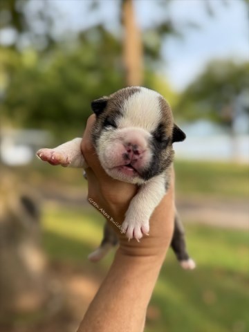English Bulldog, F, Fawn (brindle or ghost merle)
