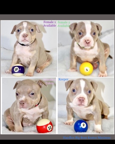 American Bully Puppies for sale