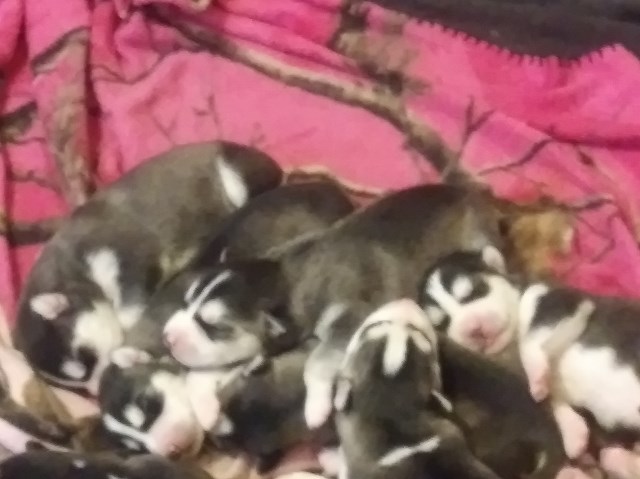 Registered Siberian Huskies