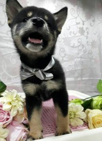 Shiba Inu Puppy Dog For Sale In Corvallis Oregon