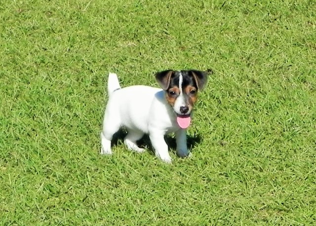 CKC Jack Russell Puppies