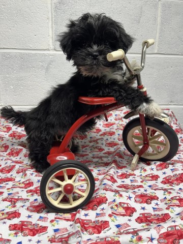 Lhasa Apso puppy for sale + 65932