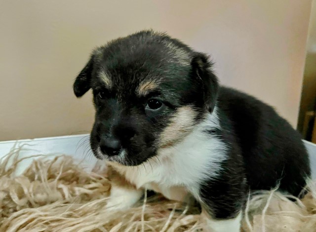 Pembroke Welsh Corgi puppy for sale + 65079