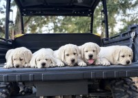Labrador Retriever thumbnail