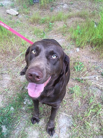 AKC Full Registration Chocolate Lab Puppies