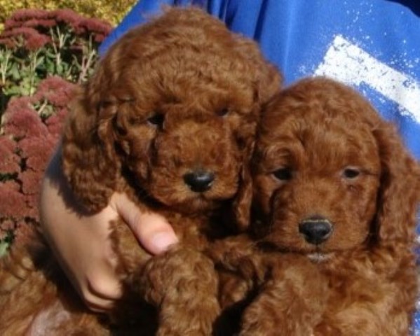 Goldendoodle puppy for sale + 58907