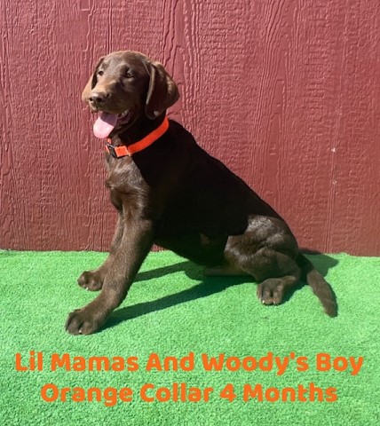 AKC Male Chocolate Lab Pup