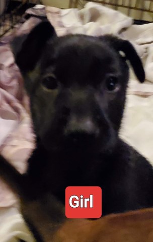 German Shepherd/Lab mix puppies