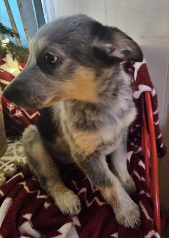 Australian Cattle Dog puppy for sale + 66341