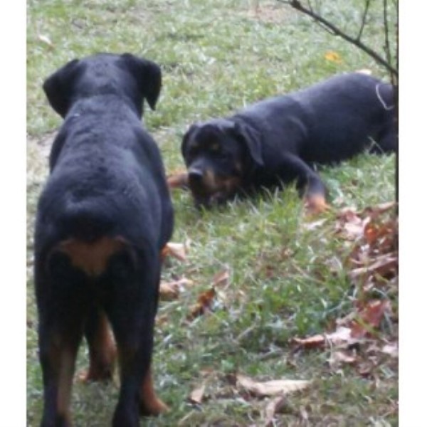Rottweiler puppy for sale + 43960