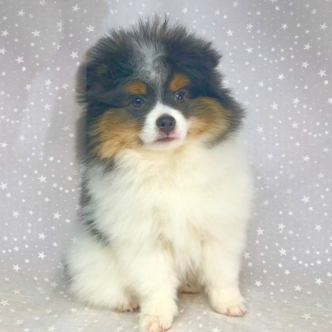 Pomeranian puppy for sale + 66304