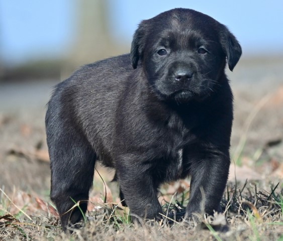 Labrador Retriever puppy for sale + 64387