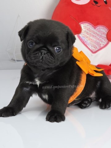 Pug puppy for sale + 67018