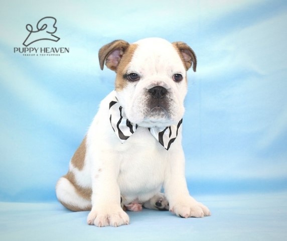 English Bulldog puppy for sale + 61141