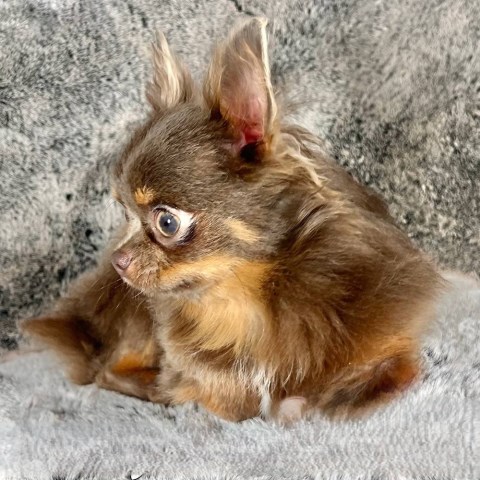 Tiny Teacup Apple Head LC Chihuahua Male