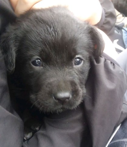 English Labrador Retriever puppies trained