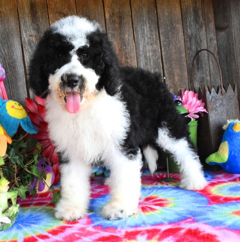 Old English Sheepdog puppy for sale + 62150