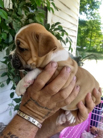 English Bulldog puppy for sale + 61643