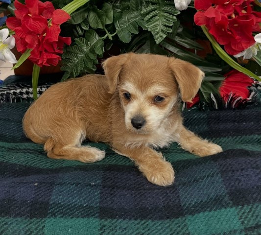 Chihuahua and Poodle Mix