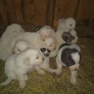 Great Pyrenees puppy for sale + 62400