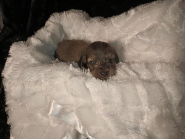 Dachshund puppy for sale + 65174