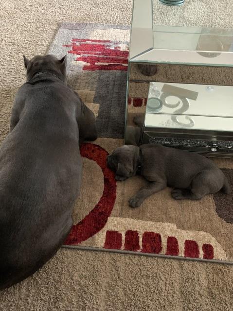 Cane Corso puppies