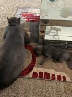 Cane Corso puppies Cane Corso for sale/adoption
