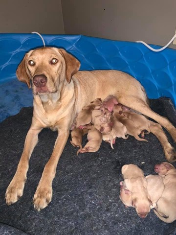 Lab Puppies All Yellow Litter