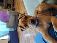 10 week old American Bulldog American Bulldog for sale/adoption