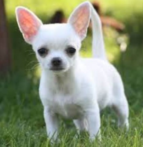 Chihuahua puppy for sale + 50917