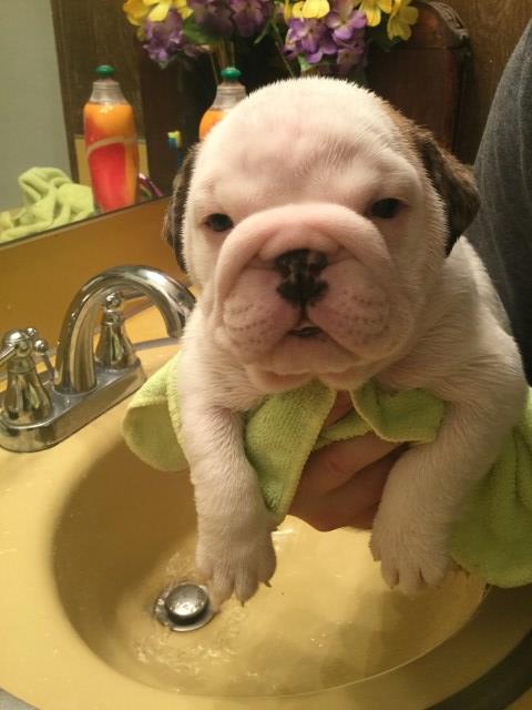 English Bulldog puppy for sale + 51238