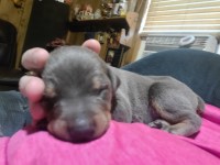 Registered Doberman puppies Doberman Pinscher for sale/adoption