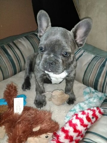 MFF French Bulldog Pups Available!
