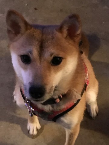 Start your new year off with a Shiba Inu pupper!