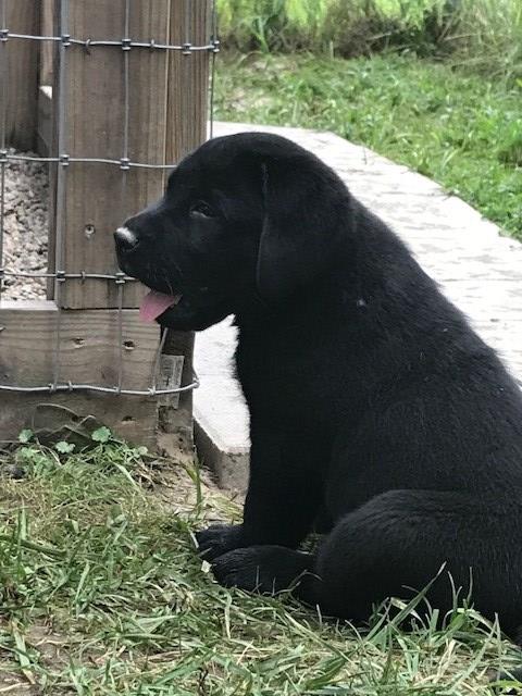 Labrador Retriever puppy for sale + 53452